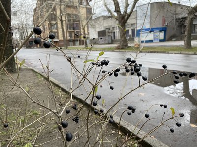 Херсон, погода, січень 2025 року, зима Херсон, погода, січень 2025 року, зима