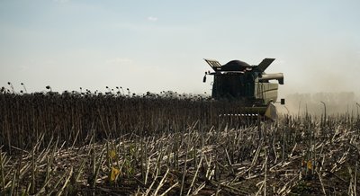 Друга за площею посівів: на Черкащині збирають врожай соняху Друга за площею посівів: на Черкащині збирають врожай соняху
