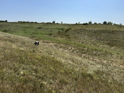 У Гожулах Полтавської ТГ — земельний конфлікт: місцевий житель проти оренди ділянки кінним клубом У Гожулах Полтавської ТГ — земельний конфлікт: місцевий житель проти оренди ділянки кінним клубом
