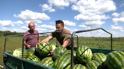 "Цілу ніч ходив температуру дивився": як фермер з Чернігівщини вирощує 18-кілограмові кавуни "Цілу ніч ходив температуру дивився": як фермер з Чернігівщини вирощує 18-кілограмові кавуни