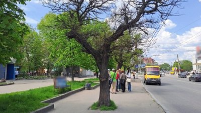 "Немає що лікувати": у Кропивницькому планують спиляти 65 акацій "Немає що лікувати": у Кропивницькому планують спиляти 65 акацій
