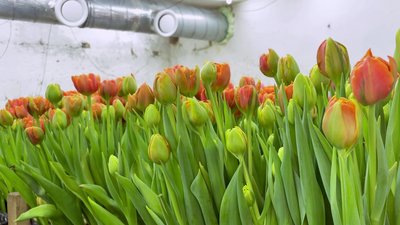 Вирощення тюльпанів Вирощення тюльпанів