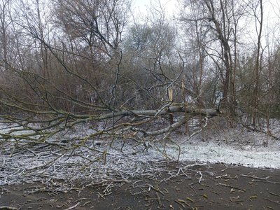 повалені дерева, негода, автодорога повалені дерева, негода, автодорога