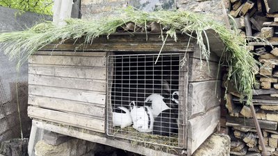 "Перспективне кролівництво": як на Черкащині вирощують кролів "Перспективне кролівництво": як на Черкащині вирощують кролів