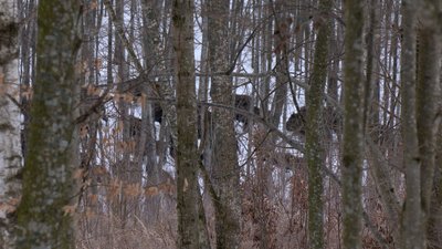 Зубри на Вінниччині Зубри на Вінниччині