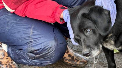 Зооволонтерка Вікторія разом з псом Джамбо Слов’янськ Донецька область Зооволонтерка Вікторія разом з псом Джамбо Слов’янськ Донецька область