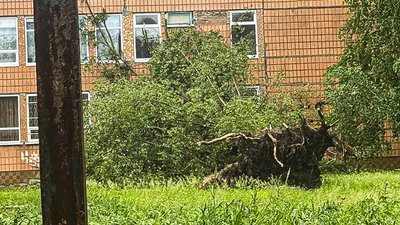 У Кропивницькому внаслідок грози попадали дерева У Кропивницькому внаслідок грози попадали дерева