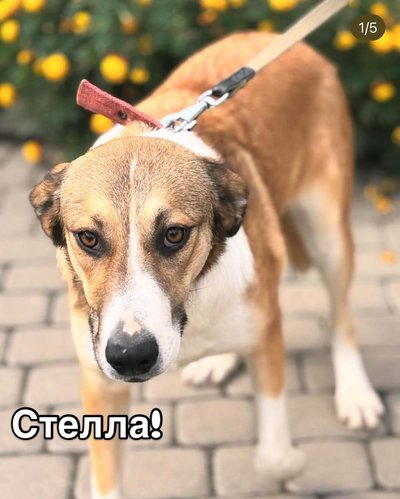 Стелла Стелла