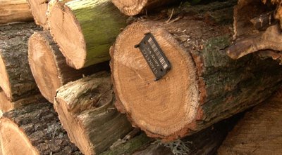 У лісництвах Черкащини заготовляють дрова для населення