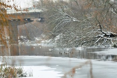 Голод страшніший за мороз: як птахи реагують на весняні снігопади на Рівненщині Голод страшніший за мороз: як птахи реагують на весняні снігопади на Рівненщині