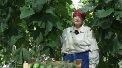 Понад п'ять гектарів помідор та три гектари огірків вирощують у теплицях в селі Зоря на Рівненщині Понад п'ять гектарів помідор та три гектари огірків вирощують у теплицях в селі Зоря на Рівненщині