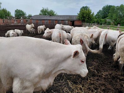 Корови породи шароле через рік після евакуації Корови породи шароле через рік після евакуації