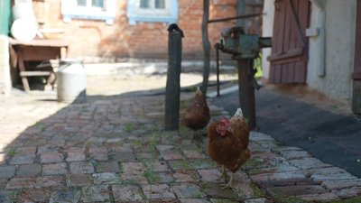 "П'ять бабусь залишилось": як живе малолюдне село Максимівщина Сумського району "П'ять бабусь залишилось": як живе малолюдне село Максимівщина Сумського району