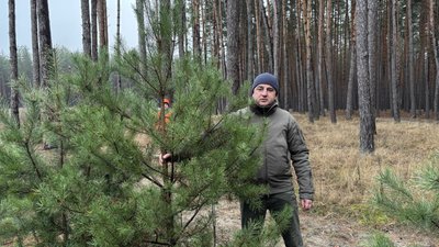 Люди обирають сосни у лісництві на Новий рік Люди обирають сосни у лісництві на Новий рік