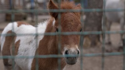 Арнольд, Ванька, Любава та Софі: у Менському зоопарку на Чернігівщині з'явилися нові жителі Арнольд, Ванька, Любава та Софі: у Менському зоопарку на Чернігівщині з'явилися нові жителі