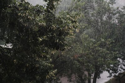 Дерева під дощем в Харкові Дерева під дощем в Харкові