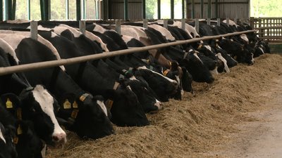 До 60 літрів молока на день: в чому секрет продуктивності корів на Чернігівщині До 60 літрів молока на день: в чому секрет продуктивності корів на Чернігівщині
