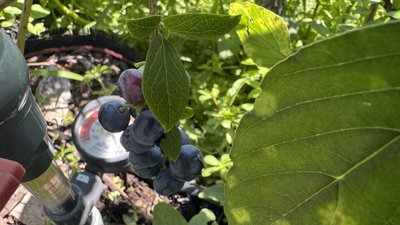 Ягода любить вологу і кислий ґрунт: на Кіровоградщині п’ятий день збирають лохину Ягода любить вологу і кислий ґрунт: на Кіровоградщині п’ятий день збирають лохину