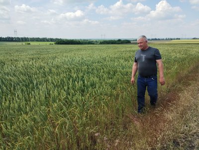 Рекордні площі соняшника, менше – кукурудзи. На Кіровоградщині завершили посівну