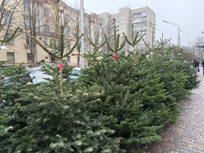 Ціни сягають 10 тис. грн. У Дніпрі відкрились точки продажу новорічних дерев Ціни сягають 10 тис. грн. У Дніпрі відкрились точки продажу новорічних дерев