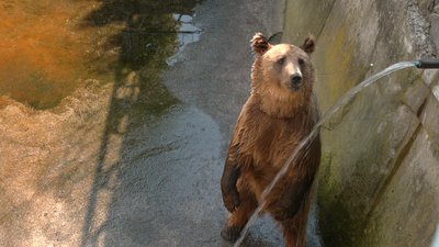 Купаються, їдять морозиво та кавуни: як переживають спеку тварини Менського зоопарку, що на Чернігівщині Купаються, їдять морозиво та кавуни: як переживають спеку тварини Менського зоопарку, що на Чернігівщині