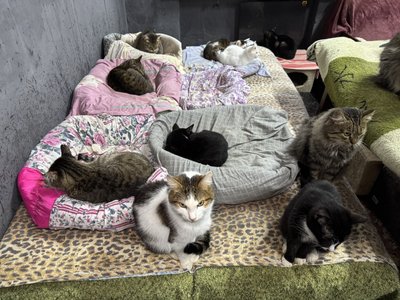 Світлини котів з прикордоння: як готують четвертий благодійний "Пухнастий календар" від притулку DimPets Світлини котів з прикордоння: як готують четвертий благодійний "Пухнастий календар" від притулку DimPets