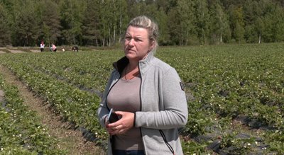 Смородина, полуниця, обліпиха: як розвивають ягідництво на Волині Смородина, полуниця, обліпиха: як розвивають ягідництво на Волині