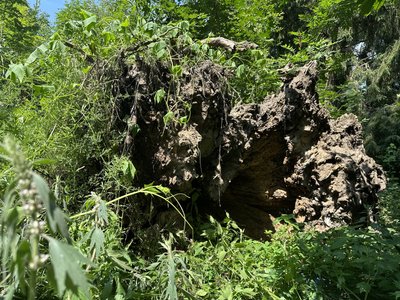Занедбана пам'ятка садово-паркового мистецтва на Житомирщині: у Івницькому парку падають аварійні дерева Занедбана пам'ятка садово-паркового мистецтва на Житомирщині: у Івницькому парку падають аварійні дерева