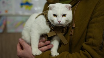 кіт Кокос військовий психолог 24-ї окремої механізованої бригади імені короля Данила Ілля Донецька область кіт Кокос військовий психолог 24-ї окремої механізованої бригади імені короля Данила Ілля Донецька область