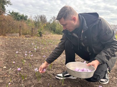 "Найдорожча в світі спеція": переселенець із Каховки вирощує шафран на Черкащині "Найдорожча в світі спеція": переселенець із Каховки вирощує шафран на Черкащині