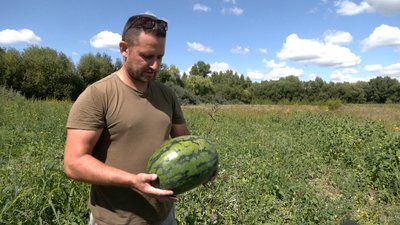 "Цілу ніч ходив температуру дивився": як фермер з Чернігівщини вирощує 18-кілограмові кавуни "Цілу ніч ходив температуру дивився": як фермер з Чернігівщини вирощує 18-кілограмові кавуни