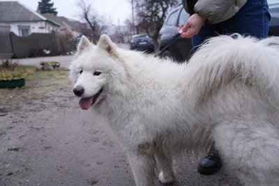 "Він уже в родині". Історія самоїда зі Слов’янська якого прихистив волонтер із Дніпра "Він уже в родині". Історія самоїда зі Слов’янська якого прихистив волонтер із Дніпра