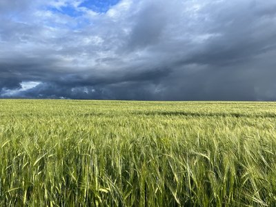 Після загибелі батька очолила господарство: як працює фермерка з Краснопілля за 10 кілометрів від РФ Після загибелі батька очолила господарство: як працює фермерка з Краснопілля за 10 кілометрів від РФ