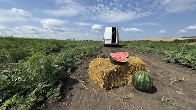 До 30 тонн з гектара: на Кіровоградщині збирають ультраранні кавуни До 30 тонн з гектара: на Кіровоградщині збирають ультраранні кавуни