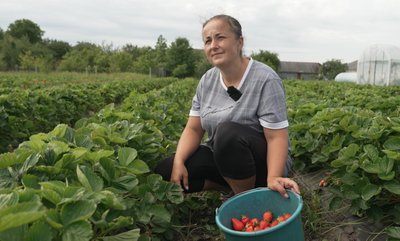 Юлія Баранчук, полуниці, збір полуниць Юлія Баранчук, полуниці, збір полуниць