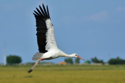 Лелека, вирій, Україна, приліт, гніздо Лелека, вирій, Україна, приліт, гніздо