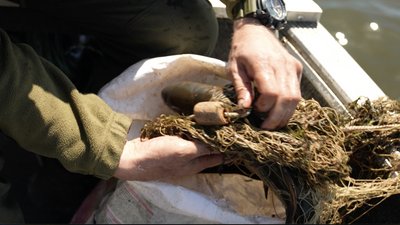 Коропи та лящі у сітках: чи дотримуються черкаські рибалки правил вилову Коропи та лящі у сітках: чи дотримуються черкаські рибалки правил вилову