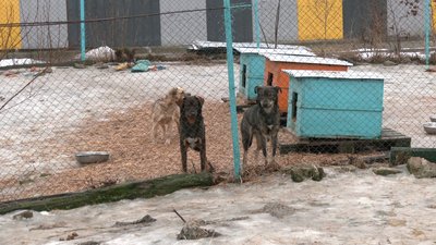 Більше 700 тисяч гривень зібрали волонтери на притулок у Рівному, що постраждав від російської атаки Більше 700 тисяч гривень зібрали волонтери на притулок у Рівному, що постраждав від російської атаки