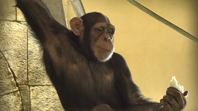 Одна з мавп, яких повернули в екопарк під Харковом, 8 січня 2024 року Одна з мавп, яких повернули в екопарк під Харковом, 8 січня 2024 року