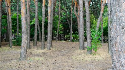 "І травичка, і сонечко, і свіже повітря". Де у Дніпрі можна відпочивати влітку та в якому стані "зелені" зони "І травичка, і сонечко, і свіже повітря". Де у Дніпрі можна відпочивати влітку та в якому стані "зелені" зони