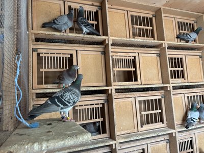 Долають дистанції у 800 кілометрів. Як калушанин Віктор Труш понад 30 років розводить спортивних голубів Долають дистанції у 800 кілометрів. Як калушанин Віктор Труш понад 30 років розводить спортивних голубів