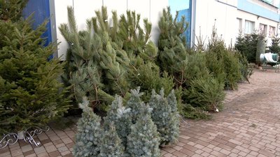 Ялинкові базари у Вінниці: де і за скільки купити Ялинкові базари у Вінниці: де і за скільки купити