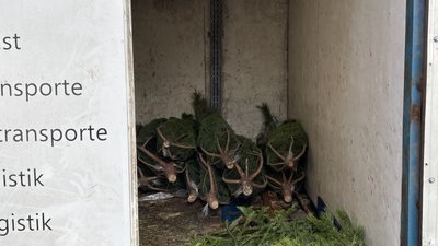 Ялинкові ялинки Ялинкові ялинки