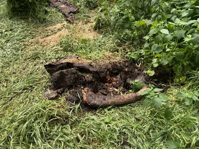 Дерево, яке травмувало дитину у Полтаві, визнали аварійним 5 років тому: чому не спиляли Дерево, яке травмувало дитину у Полтаві, визнали аварійним 5 років тому: чому не спиляли
