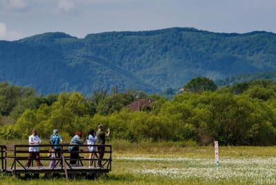 На Закарпатті квітне Долина нарцисів На Закарпатті квітне Долина нарцисів