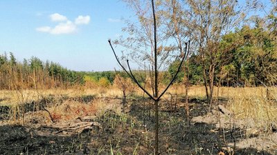 "Підійти до вогню було нереально". На Кіровоградщині внаслідок обстрілу горіло понад 110 гектарів лісу "Підійти до вогню було нереально". На Кіровоградщині внаслідок обстрілу горіло понад 110 гектарів лісу