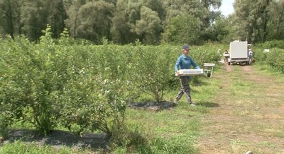 Чотири тонни в день: на Черкащині збирають лохину Чотири тонни в день: на Черкащині збирають лохину
