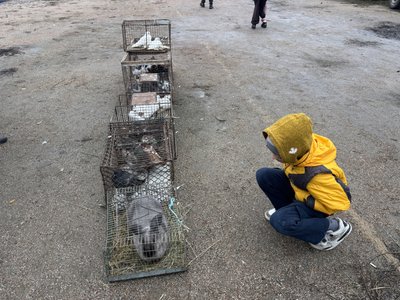 У Первомайську відбулася виставка-ярмарок голубів та екзотичних птахів У Первомайську відбулася виставка-ярмарок голубів та екзотичних птахів