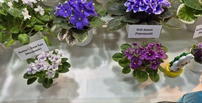 Фіалка-химера: колекціонерка з Сум вивела новий вид квітки Фіалка-химера: колекціонерка з Сум вивела новий вид квітки