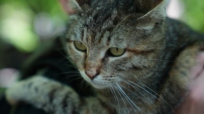 У Миколаєві на виставці-прилаштуванні дев’ять тварин знайшли нові домівки У Миколаєві на виставці-прилаштуванні дев’ять тварин знайшли нові домівки